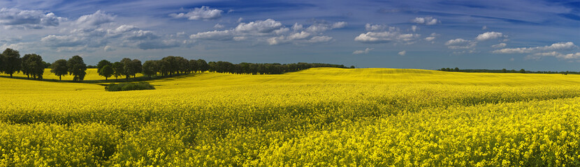 Obraz premium Rapsfeld Panorama