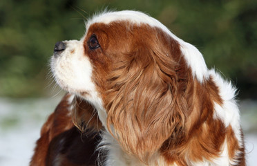 Profile of a head of dog