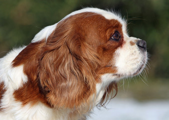 profil de cavalier king charles
