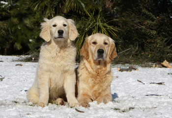 golden retriever et son jeune chiot dans la neige