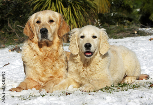 Femelle Golden Retriever Aux Mamelles Tombantes Stock Photo