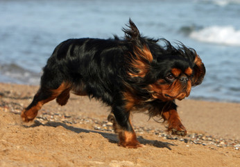 racing on the dog on the beach