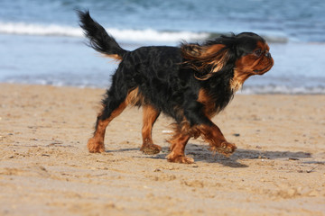 épagneul king charles en course sur la plage