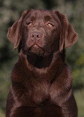 labrador chocolat en gros plan