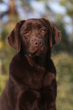Best Retriever Du Labrador Images Stock Photos Vectors Adobe Stock Best Retriever Du Labrador Images Stock Photos Vectors Adobe Stock