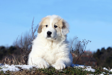 un chiot montagne des Pyrénées couché en hiver