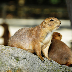 prairie dog
