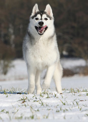 course de face d'un husky sibérien
