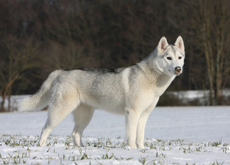 Fototapeta premium standard of a siberian husky