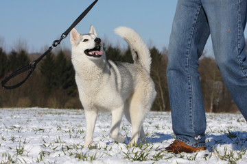 départ en promenade d'un husky