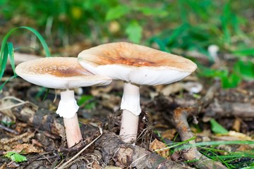 mushroom