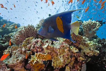 Fototapeta na wymiar Yellowbar Angelfish on the coral reef