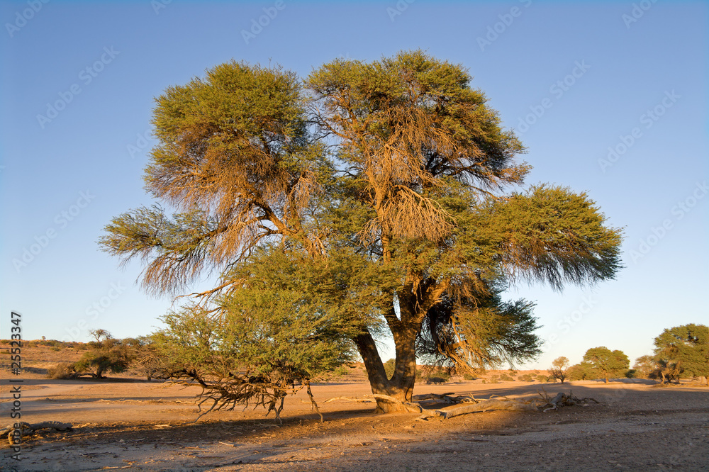 Wall mural African Acacia tree, Kalahari, South Africa