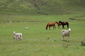 Naklejka na ściany i meble Wypasu koni i owiec, Lesotho