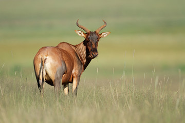 Tsessebe antelope, South Africa