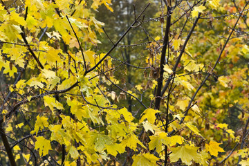 Autumn rain background