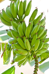 Banana palm