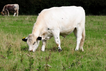 Obraz premium white cow