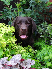 labrador in the garden