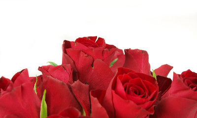 red roses isolated on white background