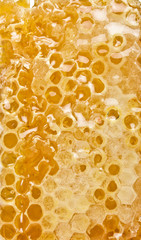 Natural Honeycomb