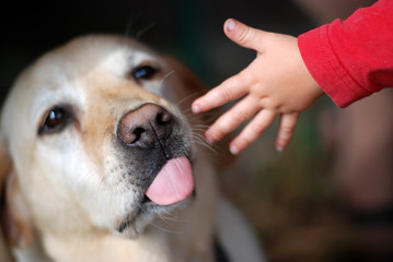 Hund und eine Hand eines Kindes, Freundschaft 