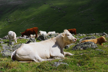 alpage,troupeau de vaches