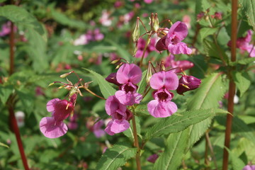 Indisches Springkraut
