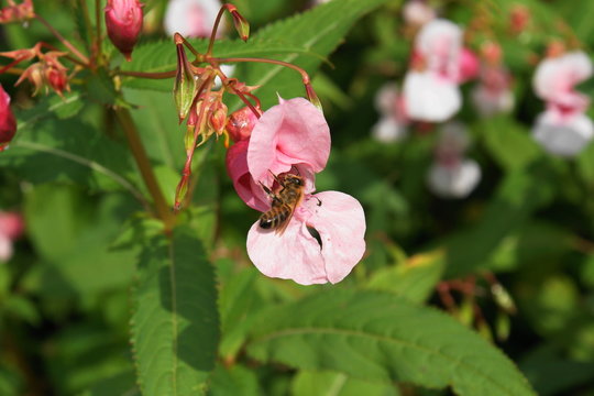 Indisches Springkraut, Einzelbl&uuml;te mit Biene