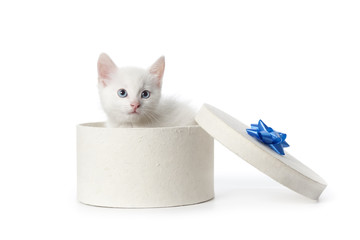 White kitten in gift box