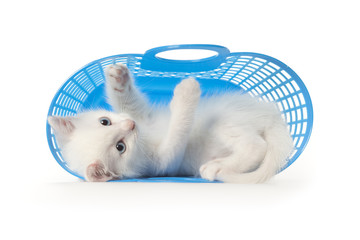 White kitten playing in blue plastic basket