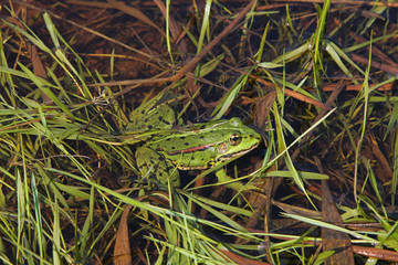Frog in river