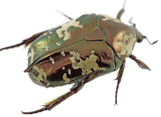 coléoptère protaetia aurichalcea, fond blanc