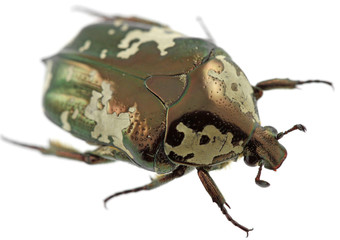 coléoptère argenté protaetia aurichalcea, fond blanc