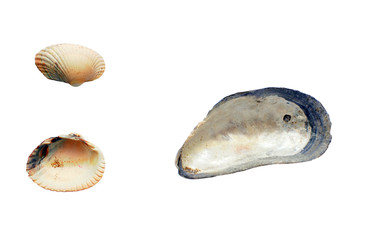 muszla