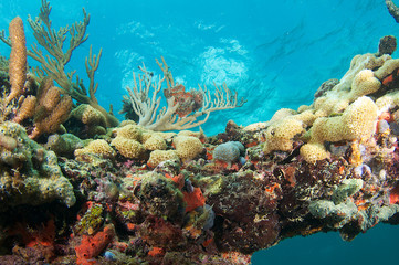 Fototapeta na wymiar Obraz Odkrywka Coral podjęte w południowo-wschodniej Florydzie