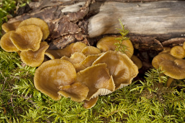 Winter mushroom (Cantharellus tubaeformis)
