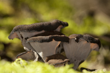 Black trumpet (Craterellus cornucopioides)