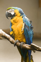 large parrot
