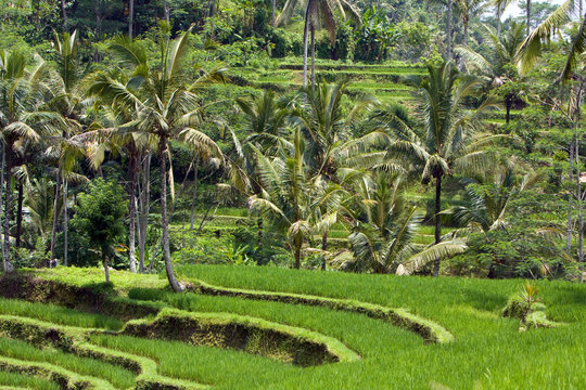 The tropical nature. Indonesia. Bali.