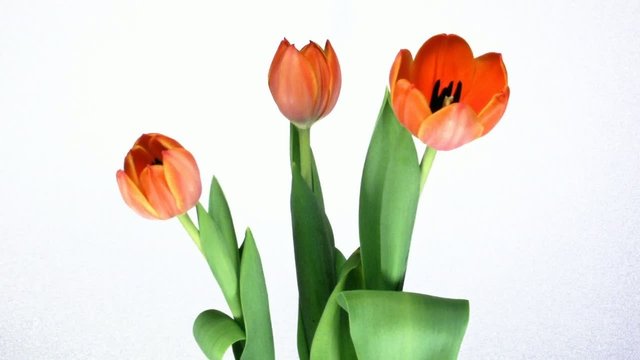 Eclosion de tulipes