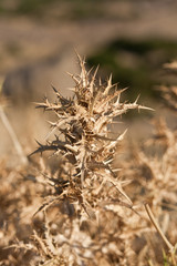 Fototapeta premium Thistle