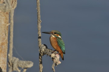 The Common Kingfisher (Alcedo atthis)