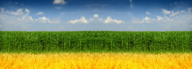 corn and wheat field against blue sky - obrazy, fototapety, plakaty