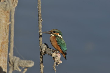 The Common Kingfisher (Alcedo atthis)