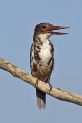 White throated kingfisher - Halcyon smyrnensis