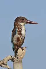 White throated kingfisher - Halcyon smyrnensis