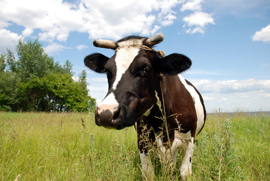 A cow on a village meadow