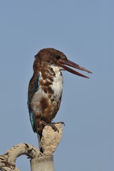 White throated kingfisher - Halcyon smyrnensis