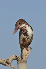 White throated kingfisher - Halcyon smyrnensis